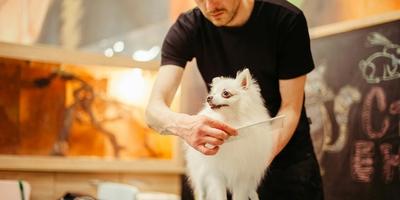 How Often Should You Groom Your Dog? A Guide for Every Breed