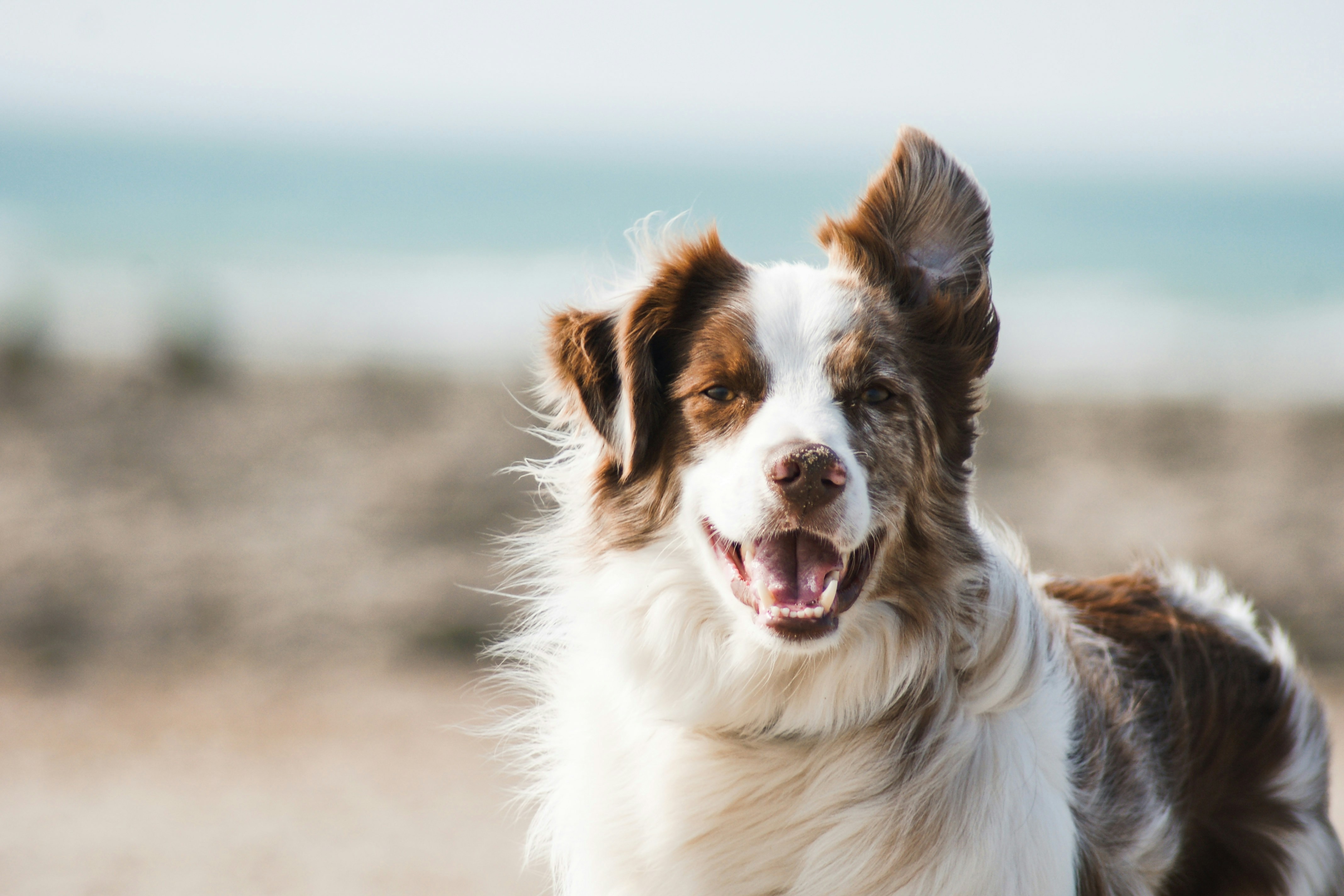 Why Regular Dog Grooming Is Vital for Your Pet’s Health