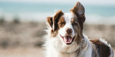 Why Regular Dog Grooming Is Vital for Your Pet’s Health