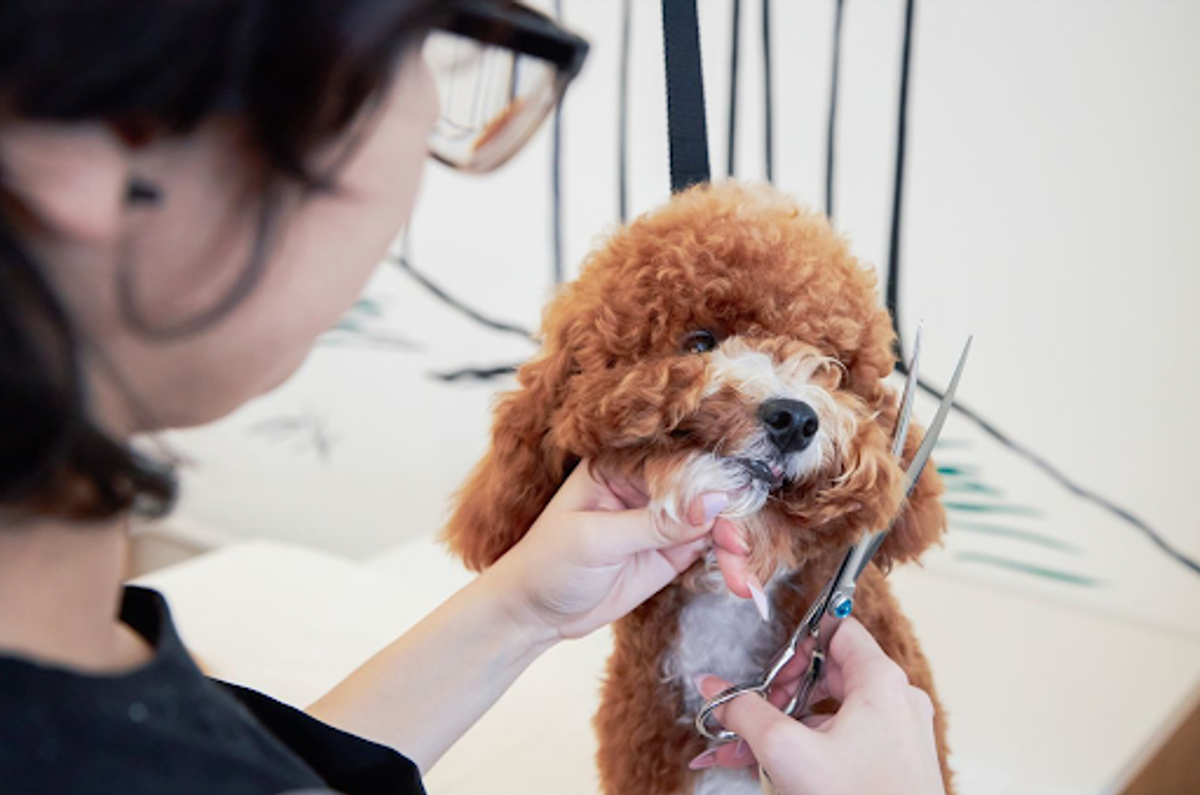 An image of a cute poodle getting trimmed by a professional groomer at Bowie Barker.