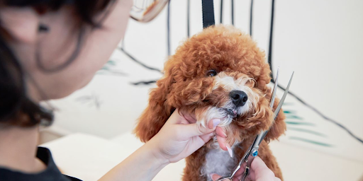 An image of a cute poodle getting trimmed by a professional groomer at Bowie Barker.