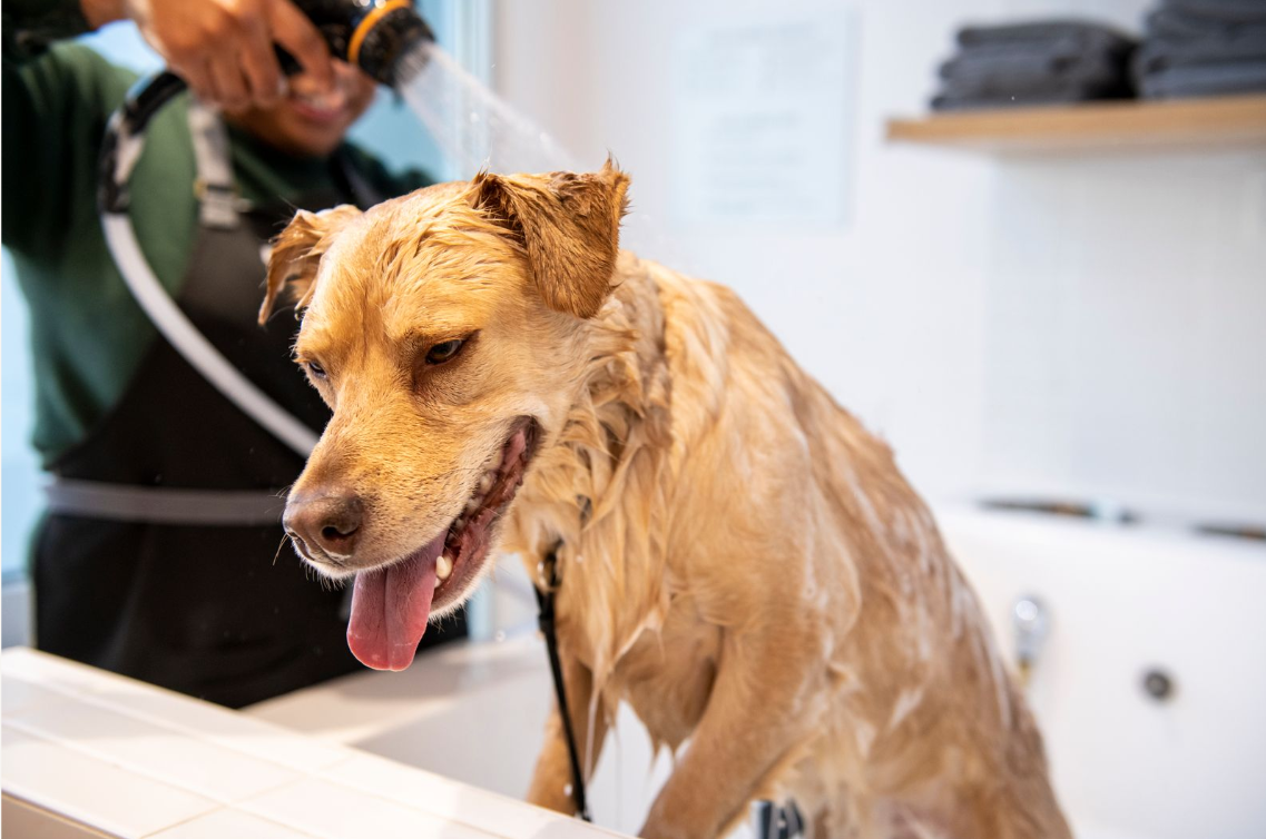 The Importance of a Healthy Diet for Your Dog's Coat and Skin