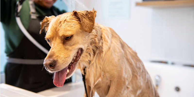 Image of a dog getting a bath at Bowie Barker studio