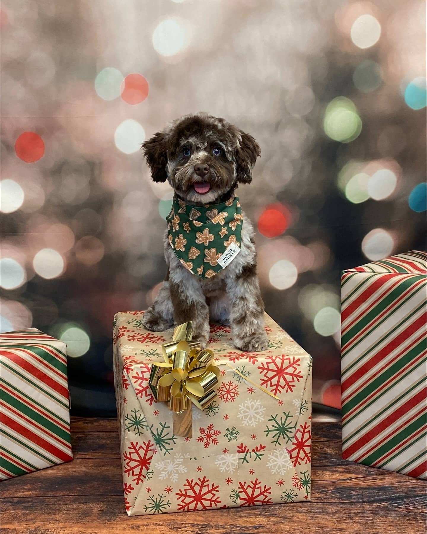 Why Your Dog Needs Specialized Winter Grooming: Cold-Weather Care Tips from Bowie Barker