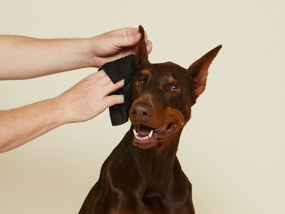 Happy looking Doberman dog getting ears groomed
