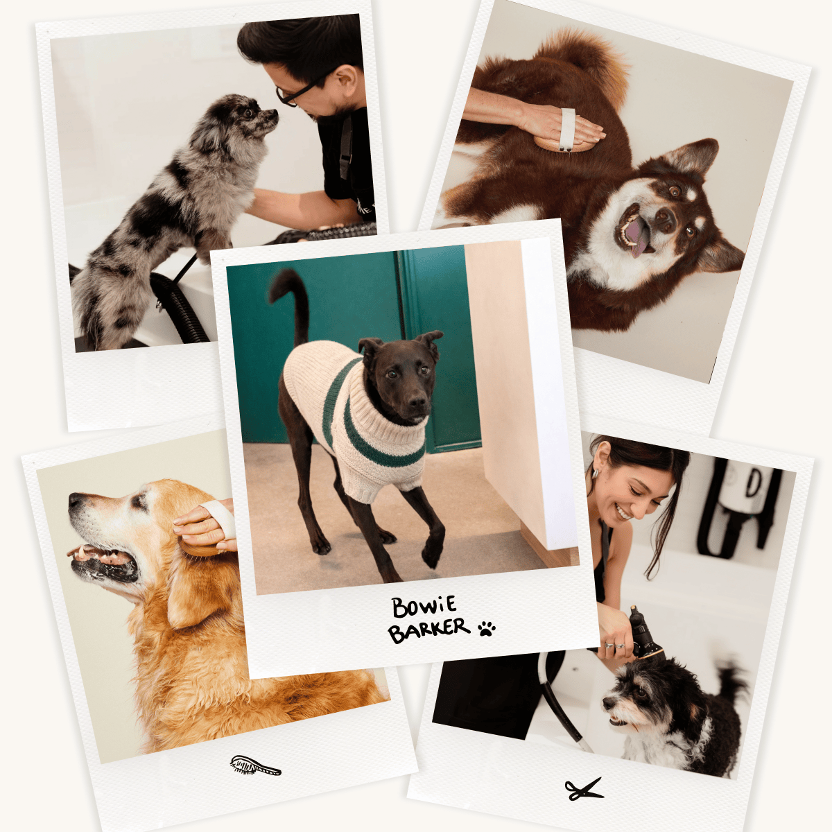 collection of pictures of holiday dogs at bowie barker grooming