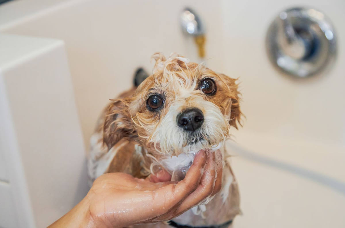 Cute small dog gets a bath at Bowie Barker