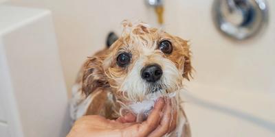 Fall Dog Allergies: Grooming Solutions