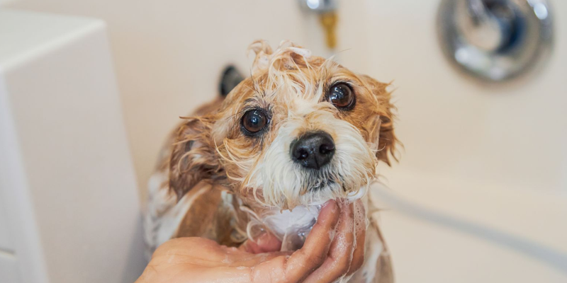 Cute small dog gets a bath at Bowie Barker