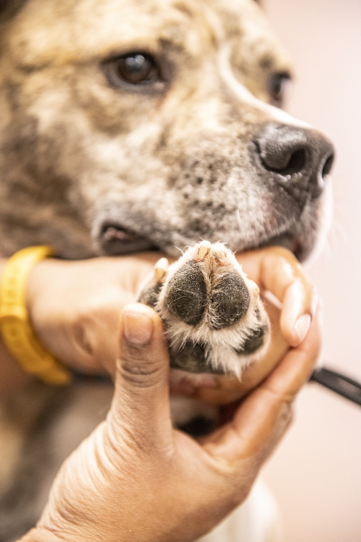 How to Protect Your Dog's Paws and Nose in the Summer Heat