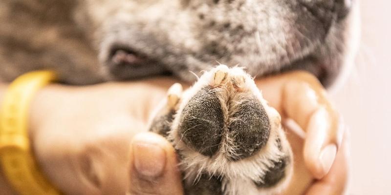 Image of a dog getting their paws checked by a Bowie Barker professional