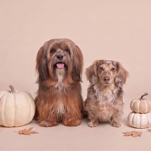 Long-haired dog and long-haired dachshund sitting between white pumpkins and fall leaves