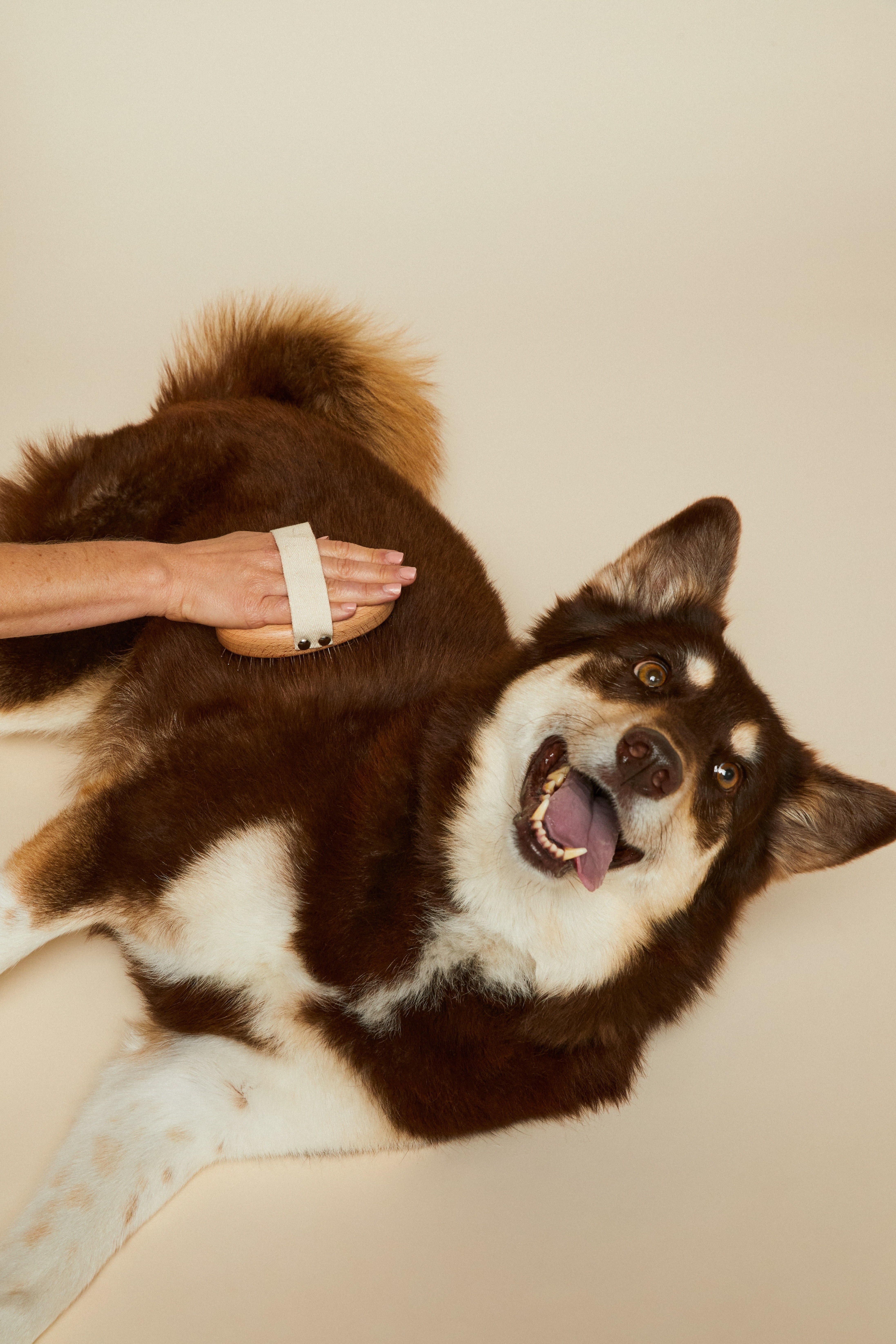 Dealing with Shedding: Tips and Tricks to Minimize Dog Hair Around Your Home