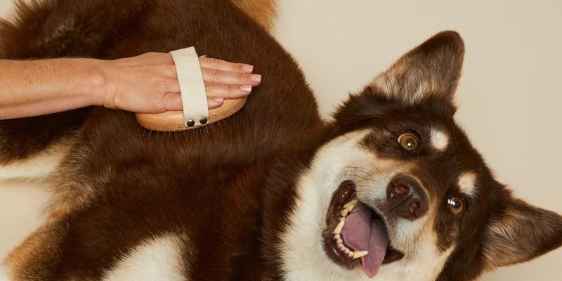 Happy dog getting their fur groomed at Bowie Barker