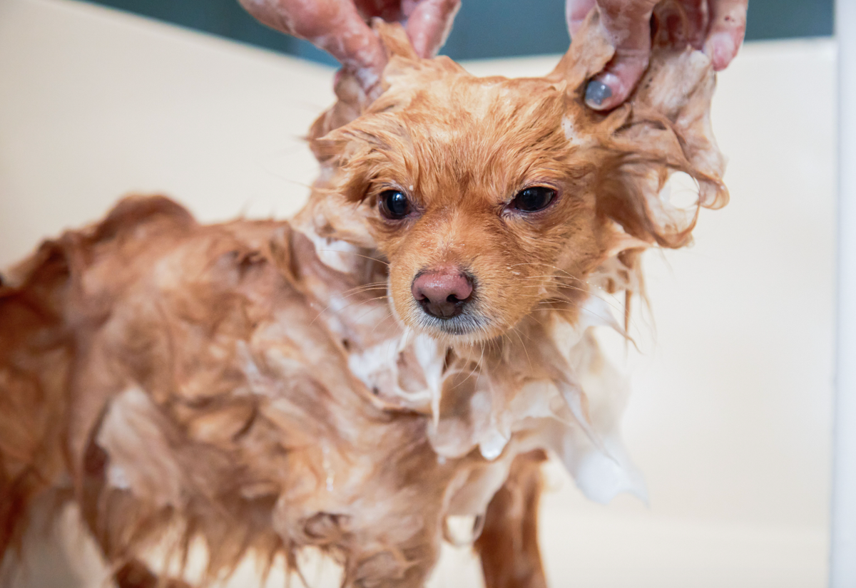 Image of small dog getting a bath at Bowie Barker