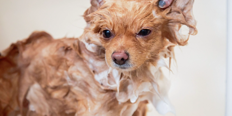 Image of small dog getting a bath at Bowie Barker