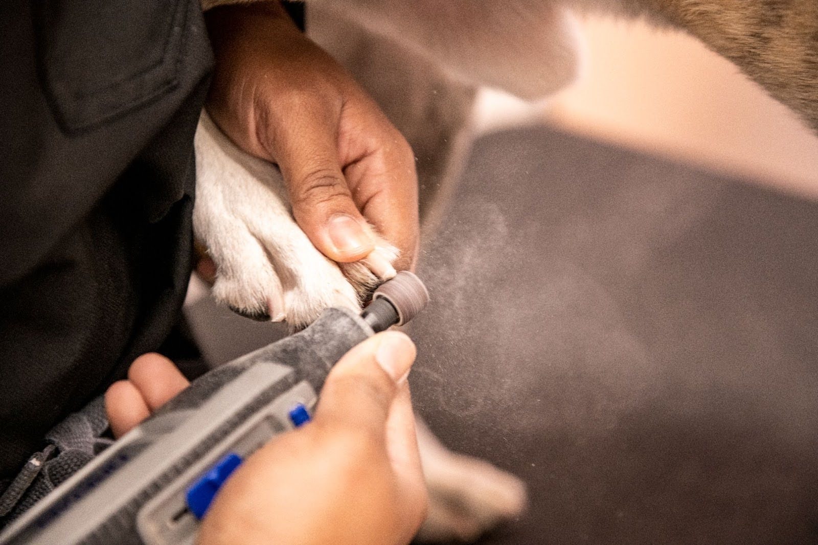 Is it Time for a Paw-dicure? Why Nail Trimming Matters for Your Dog's Health