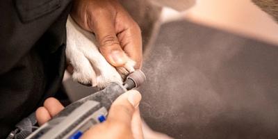 Is it Time for a Paw-dicure? Why Nail Trimming Matters for Your Dog's Health