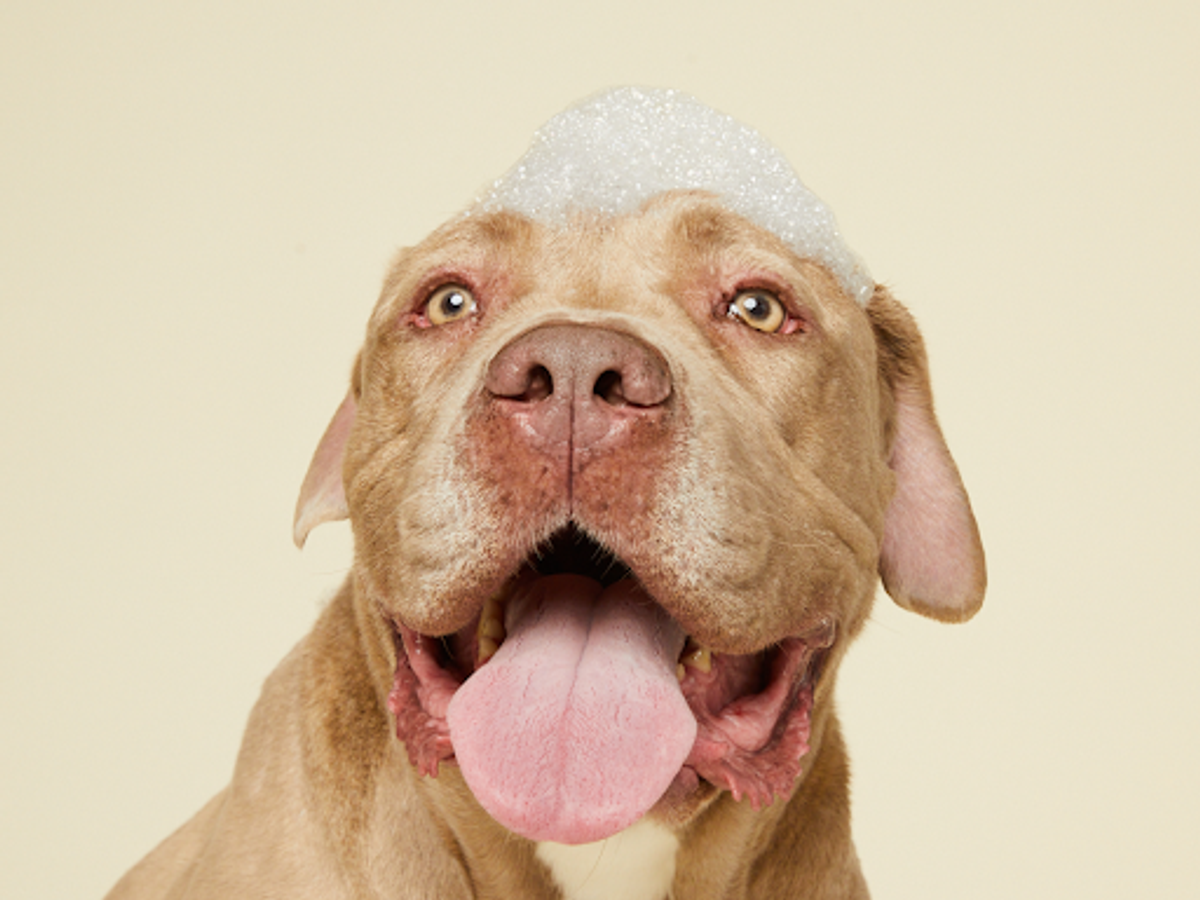 Happy pit bull with a pile of bath bubbles on its head during a gentle grooming bath