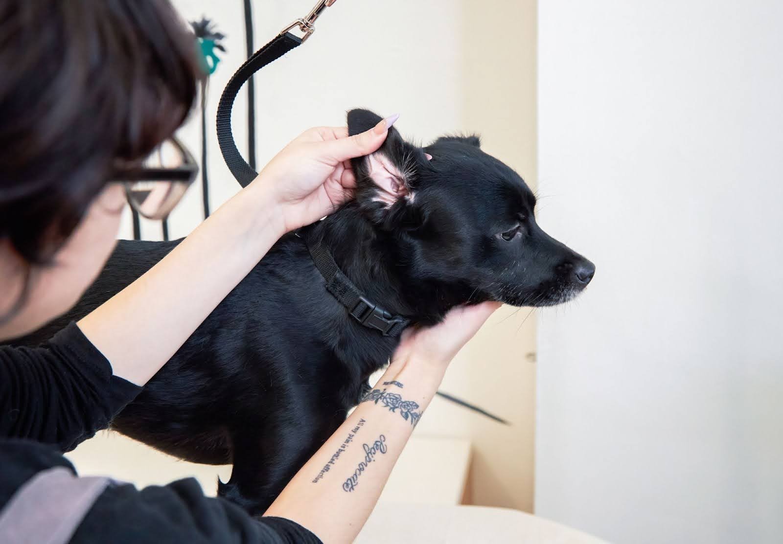 Ear Care for Dogs: Preventing Infections and Keeping Things Clean