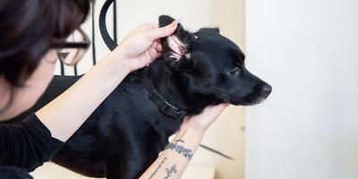 Ear Care for Dogs: Preventing Infections and Keeping Things Clean