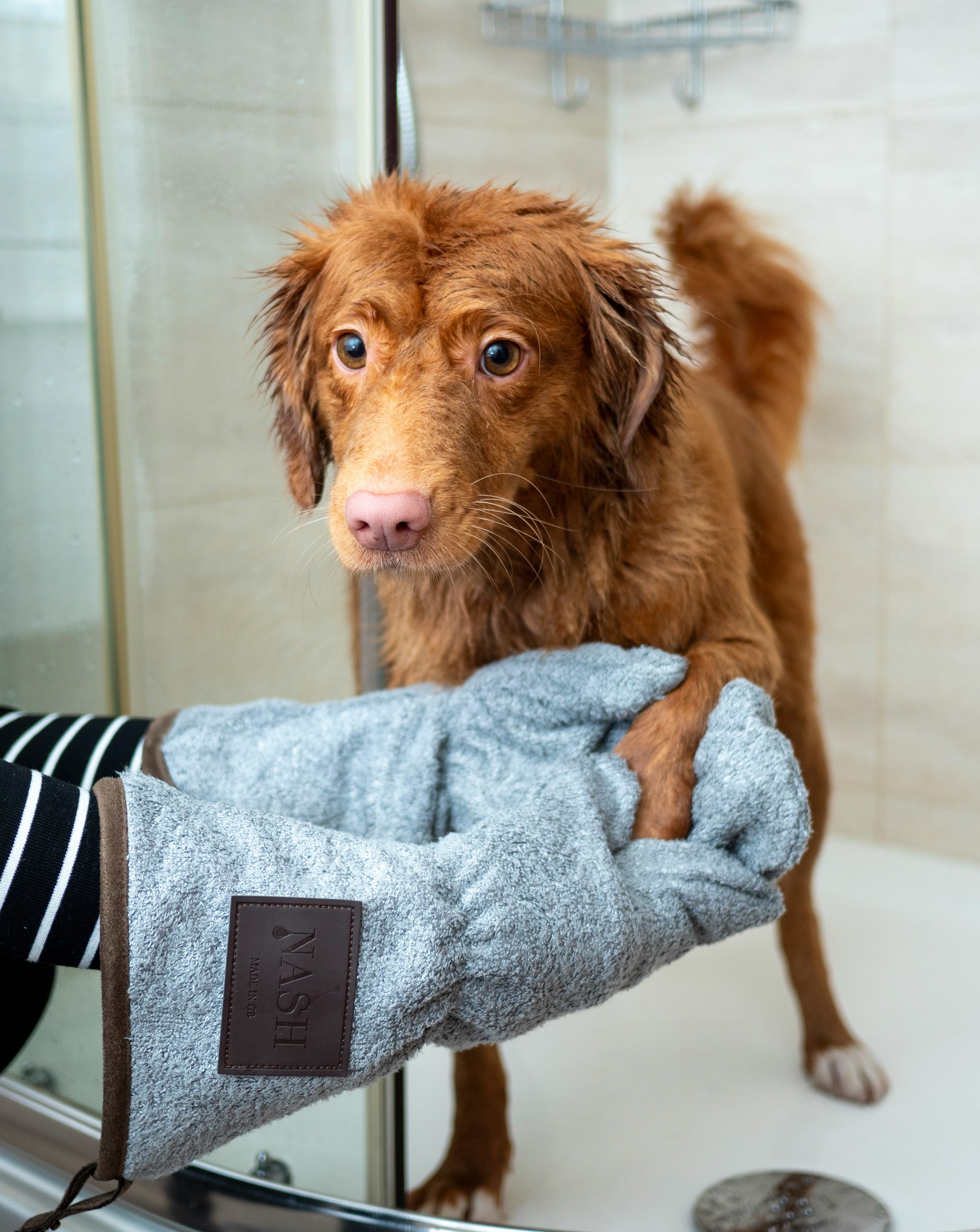 5 Reasons to Try a Self-Serve Dog Wash for Your Pet