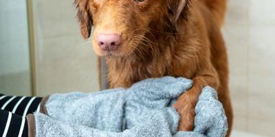 5 Reasons to Try a Self-Serve Dog Wash for Your Pet