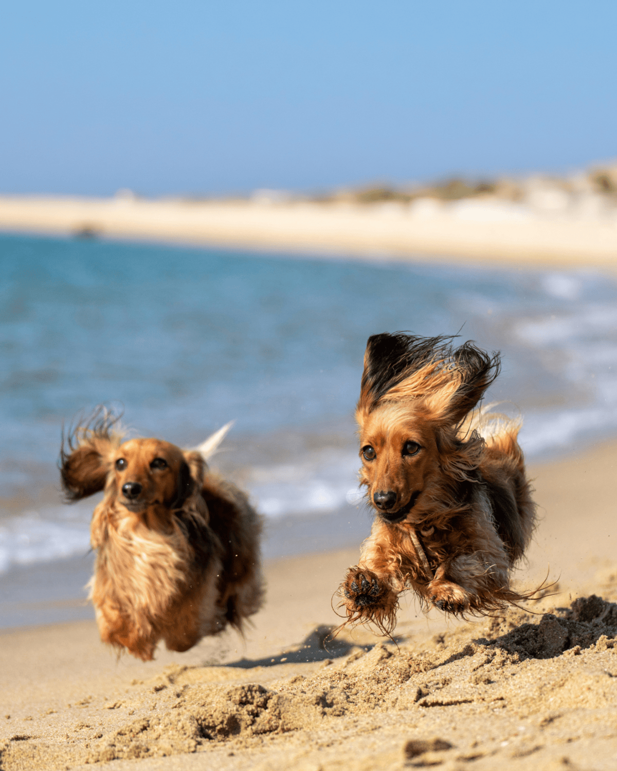 Two weiner dogs run on the beach in the summer time