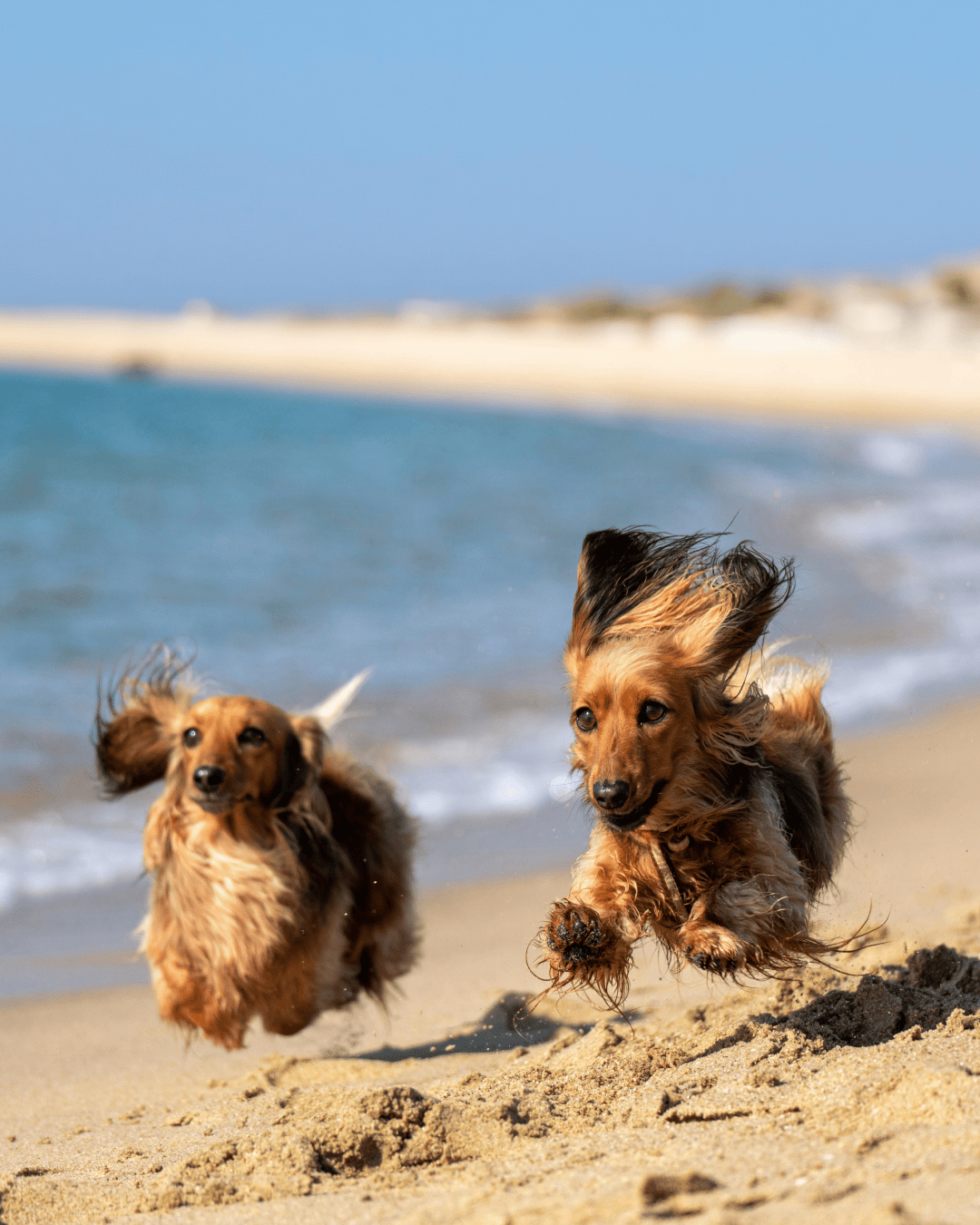 Two weiner dogs run on the beach in the summer time