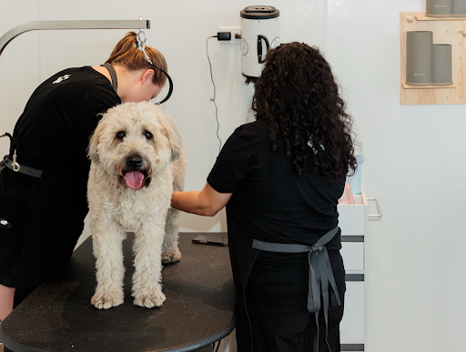 Dog Wash vs Dog Grooming: Which One Does Your Pet Really Need?