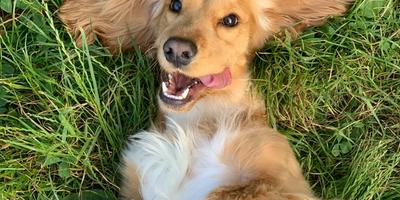 How to Protect Your Dog from Fleas, Ticks, and Allergies This Spring