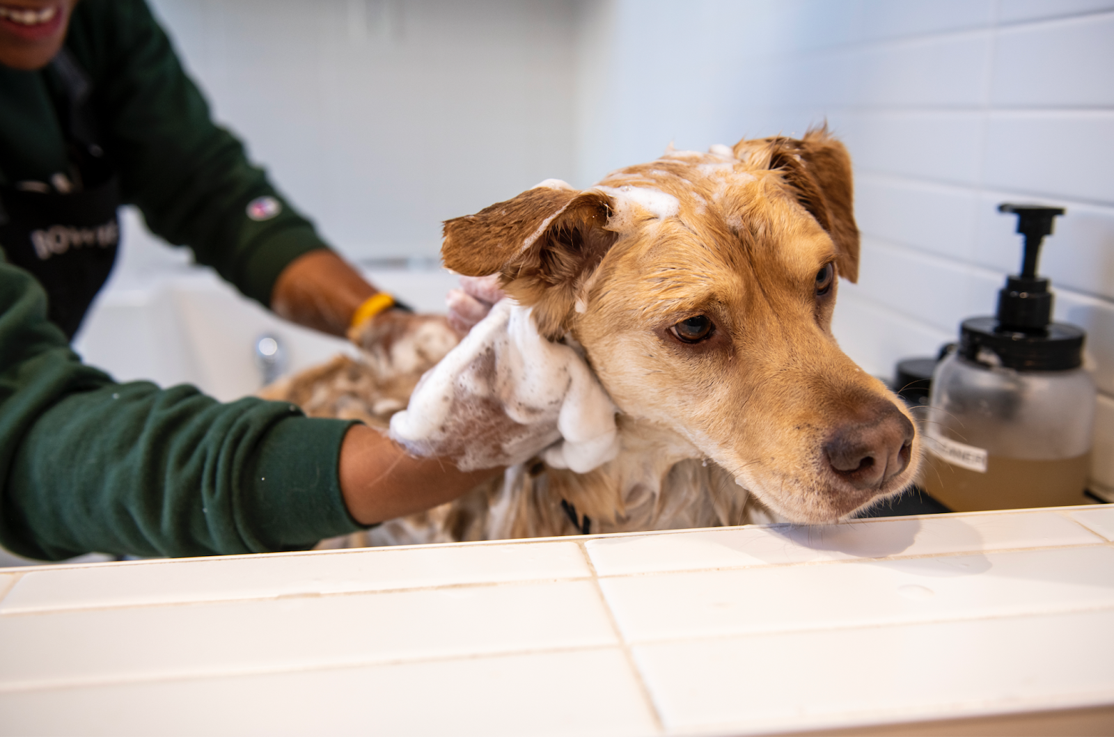 Fall Grooming Essentials for Dogs