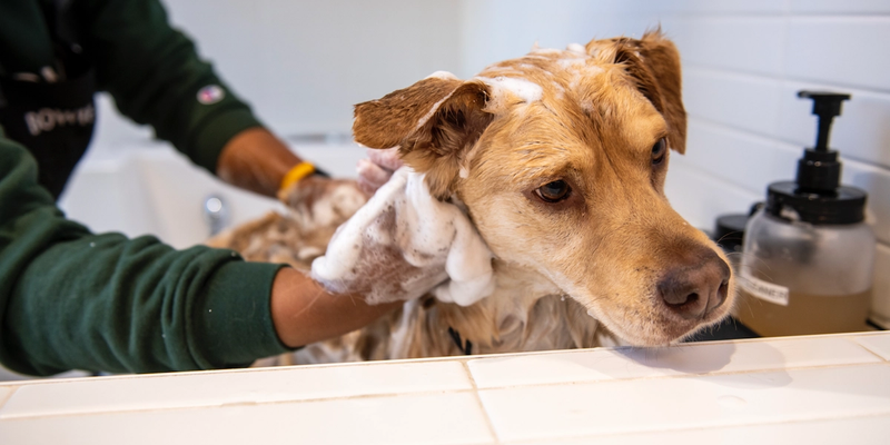 Image of a dog getting a bath at Bowie Barker