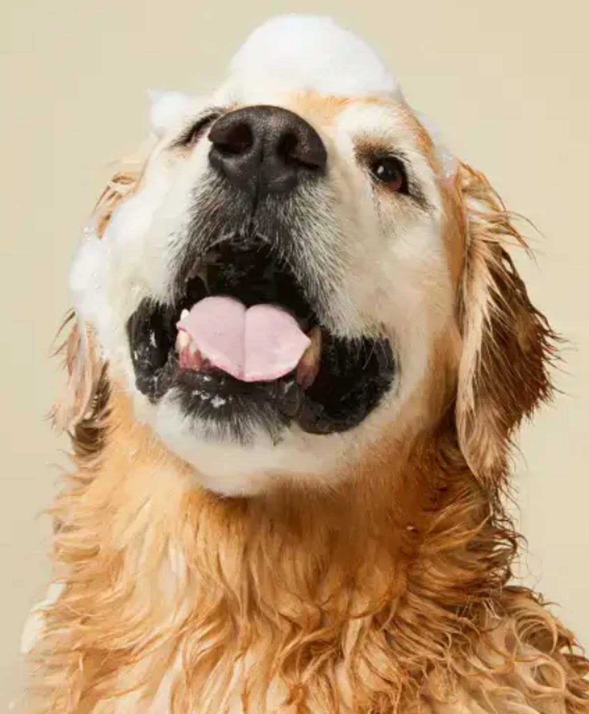 image of golden retriever