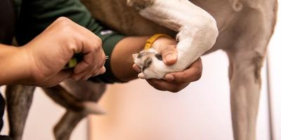 Keeping Your Dog’s Paws Healthy Year-Round: Grooming, Balm, & Booties