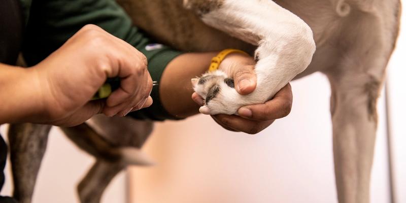 Dog at a Bowie Barker spa getting their paws cleaned.