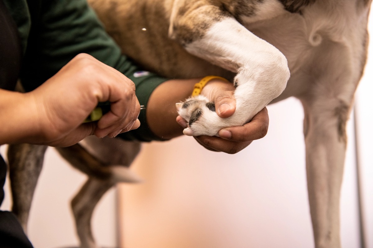 Dog at a Bowie Barker spa getting their paws cleaned.