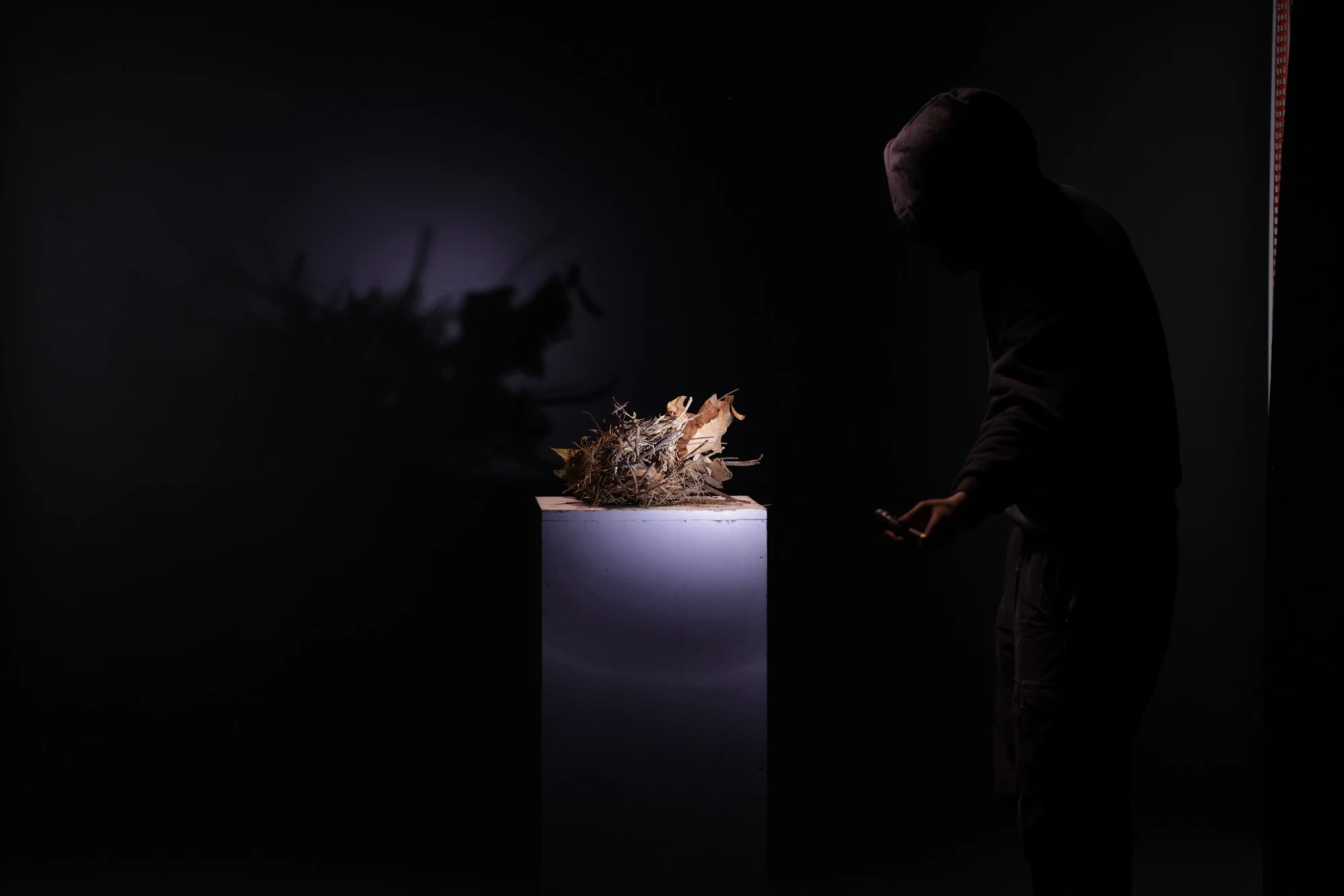 Bird's nest installation in dark room