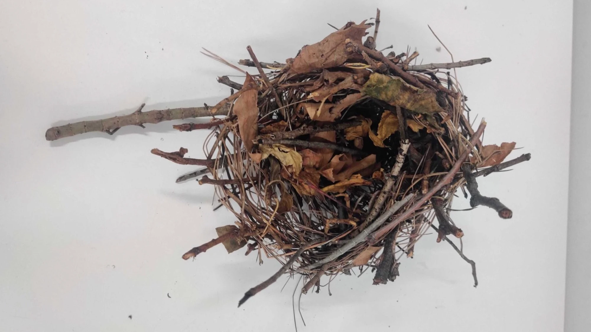 Our bird's nest construction