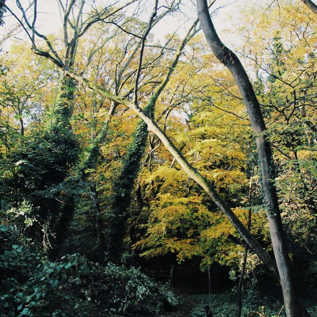 Sydenham Hill