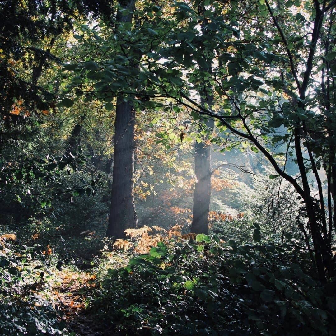 Sydenham Hill