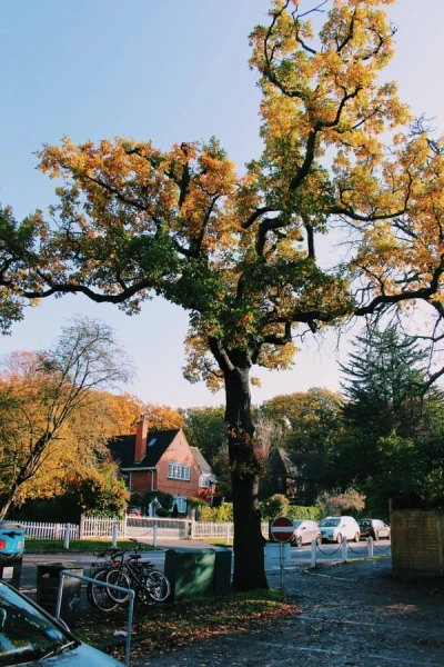 Sydenham Hill