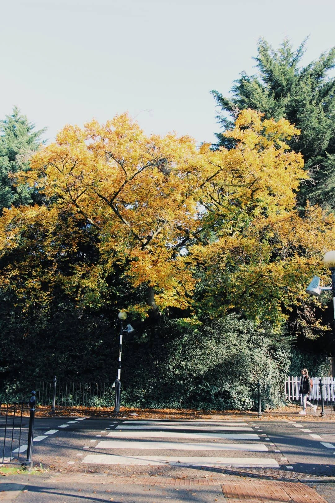 Sydenham Hill