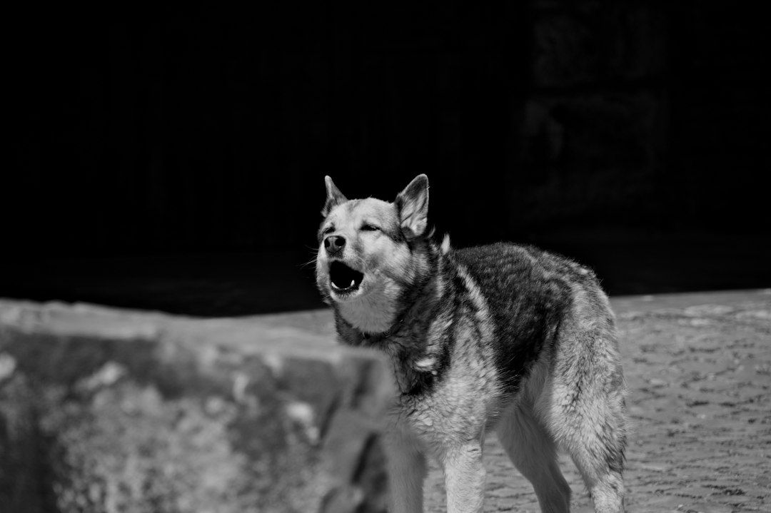 Anjing yang mengejar dibaca sebagai pihak yang memusuhi, isyarat untuk berhati-hati pada niat orang di sekitar