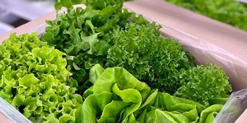 해피팜프로젝트 3분기 커뮤니티 데이