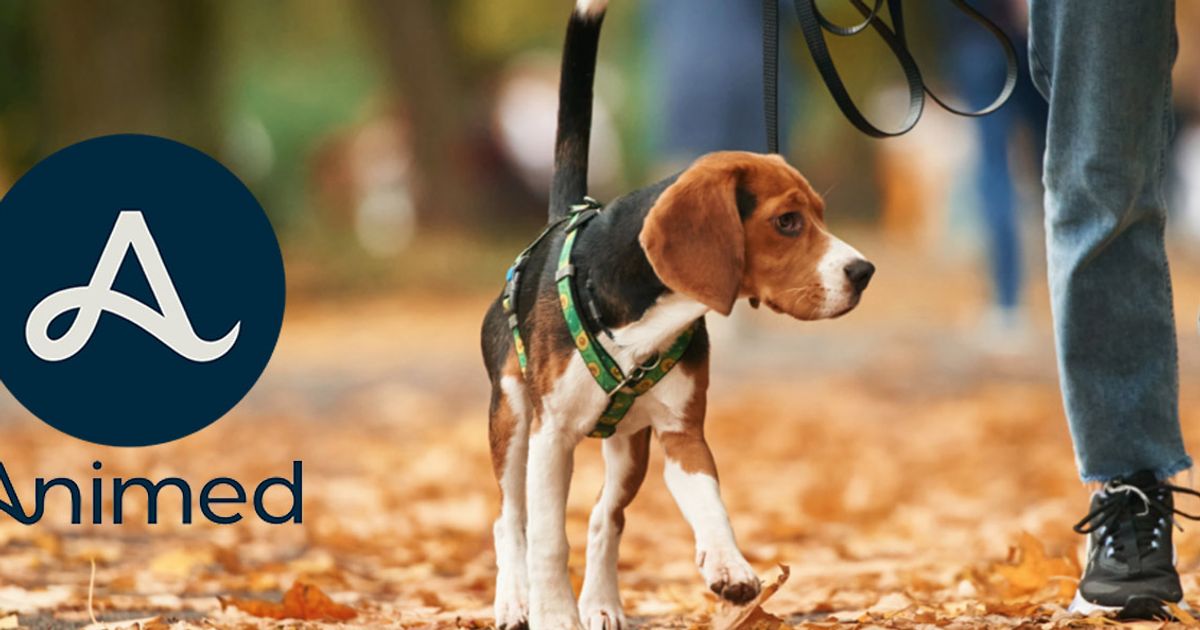 ANIMED Discount Code: 10% Off in October 2026