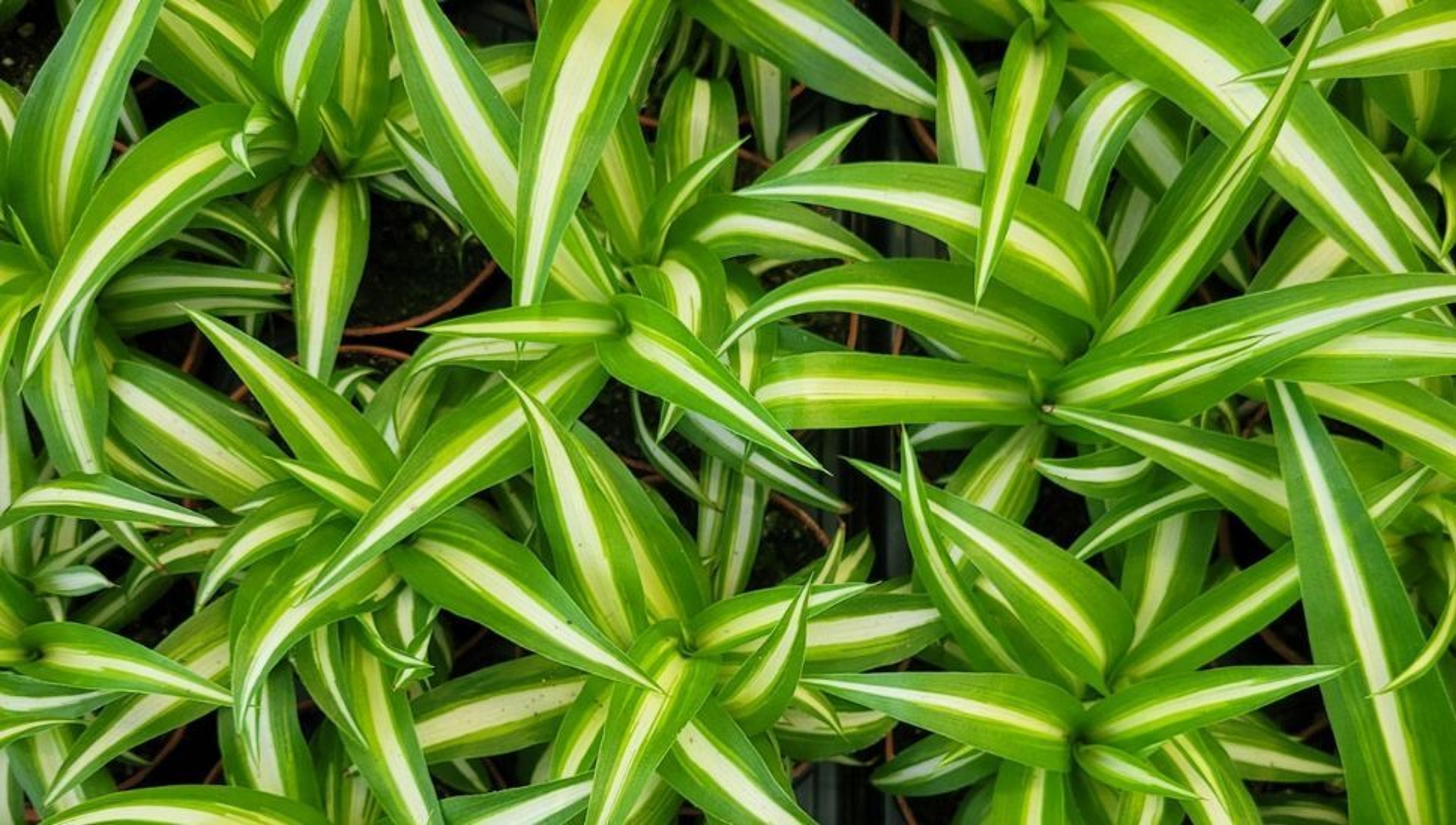 Spider plants with green and white striped leaves.