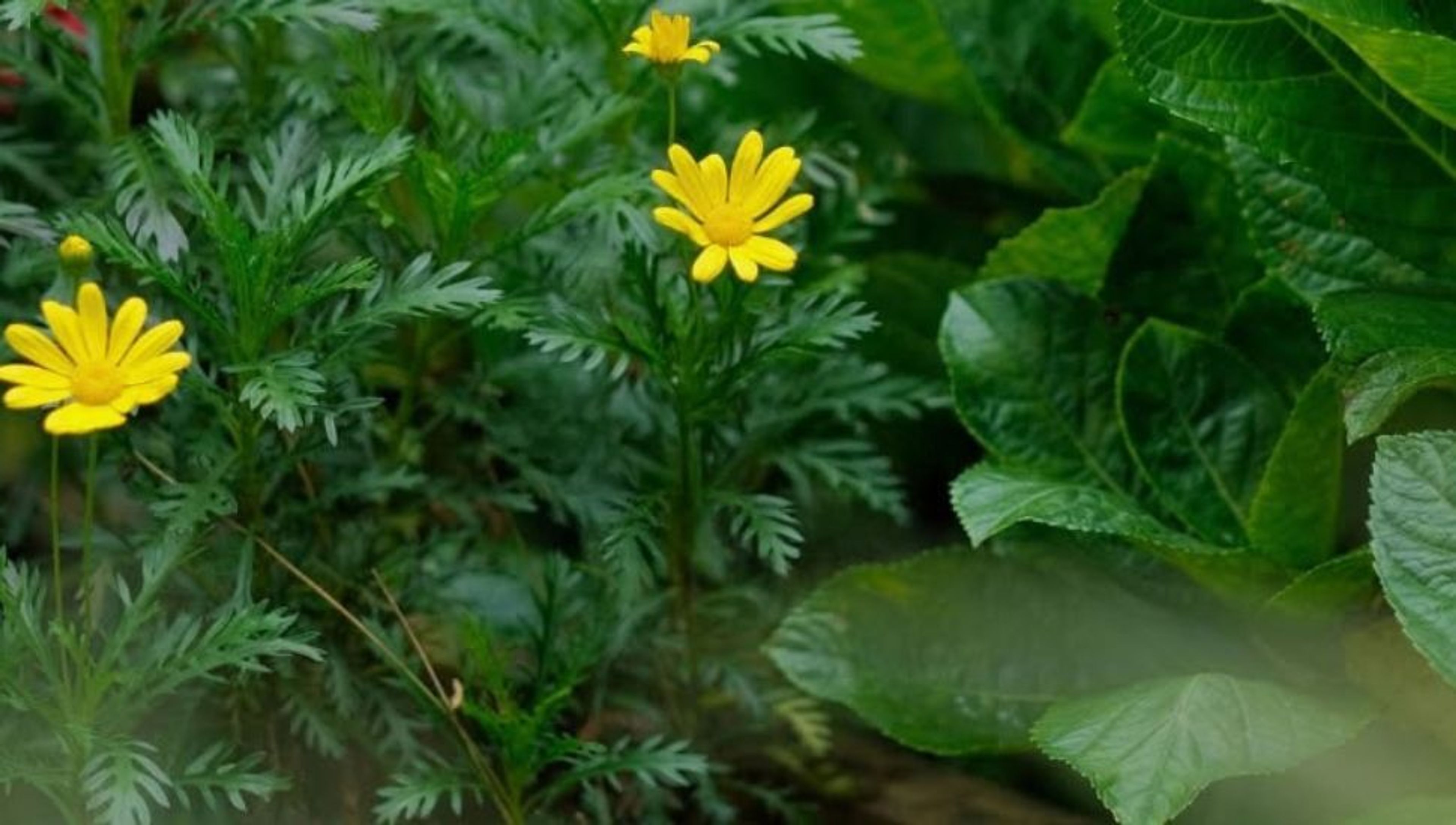 Three yellow daisy-like flowers among green foliage.