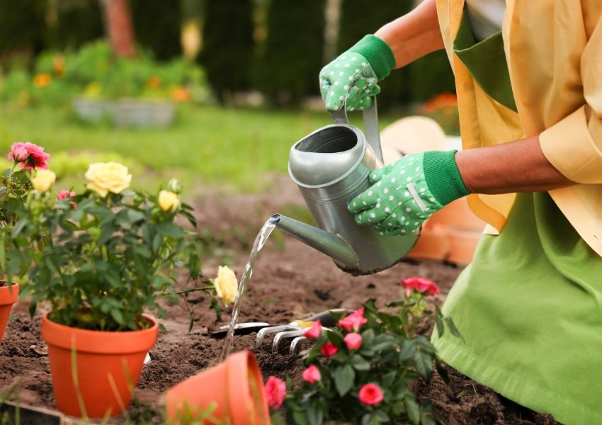 Person in green gloves watering rose plants with a watering can.