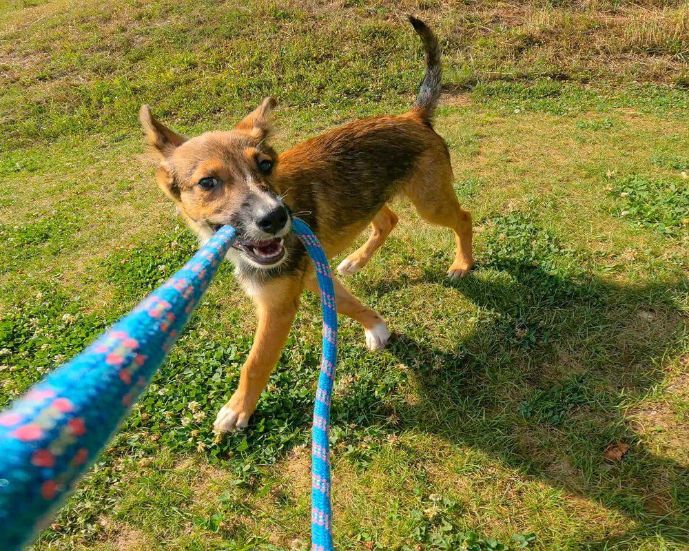 A brown and white dog plays tug-of-war with a blue rope on grass.